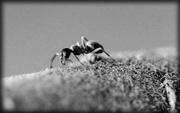 29th Apr 2020 - The humble Ant 
