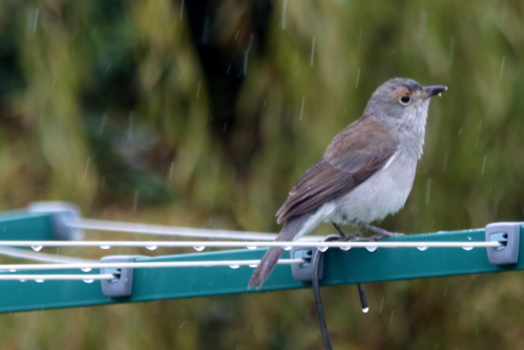 Singing in the rain by gilbertwood
