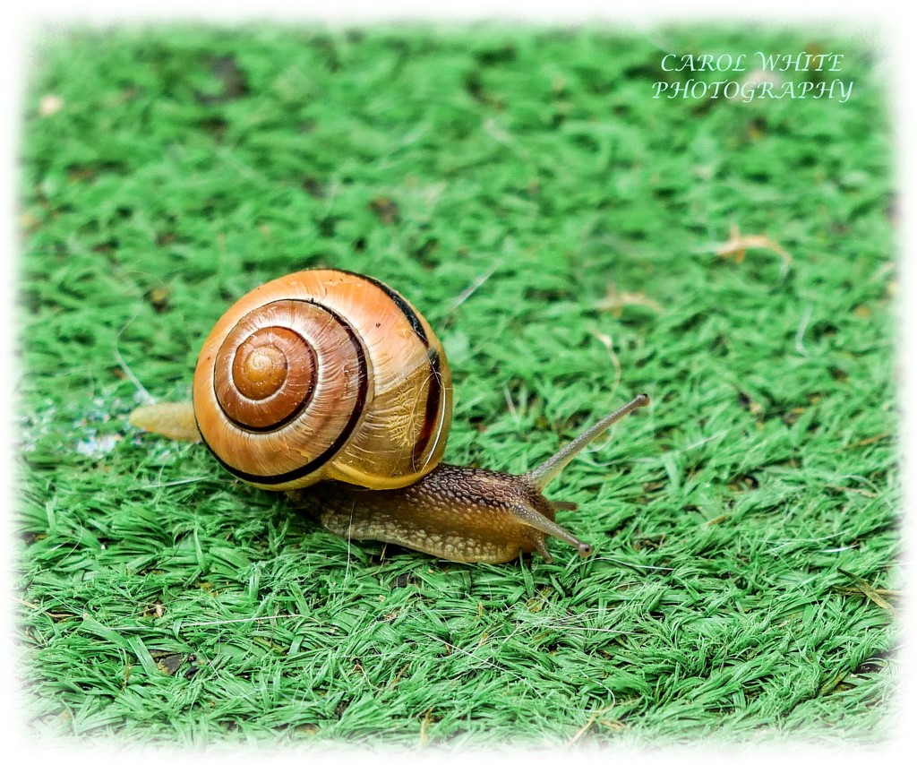 Sammy Snail by carolmw