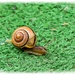 Sammy Snail by carolmw