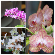 28th Apr 2020 - Orchids 