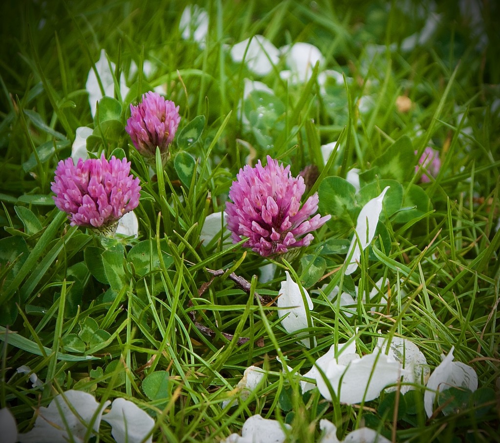Trifolium pratense by wakelys