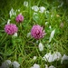 Trifolium pratense by wakelys
