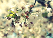 29th Apr 2020 - Blossoms 29