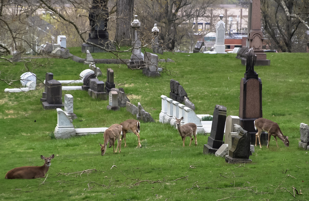 Deer visiting the cemetery by mittens