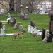 Deer visiting the cemetery by mittens