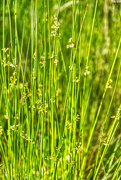 29th Apr 2020 - Tall Grasses