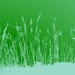 Grass (duo-tone) by etienne