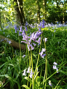 28th Apr 2020 - Delicate bluebells