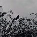 Blackbird by filsie65