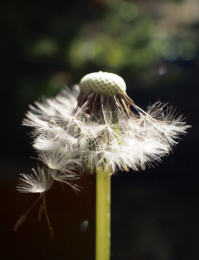 Dandelion seeds by jacqbb