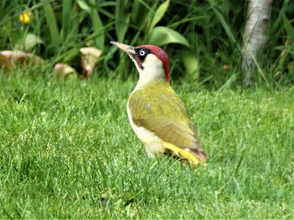 Green Woodpecker by julienne1