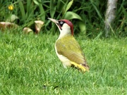 29th Apr 2020 - Green Woodpecker