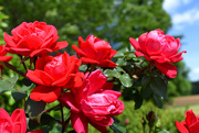 29th Apr 2020 - Red Roses