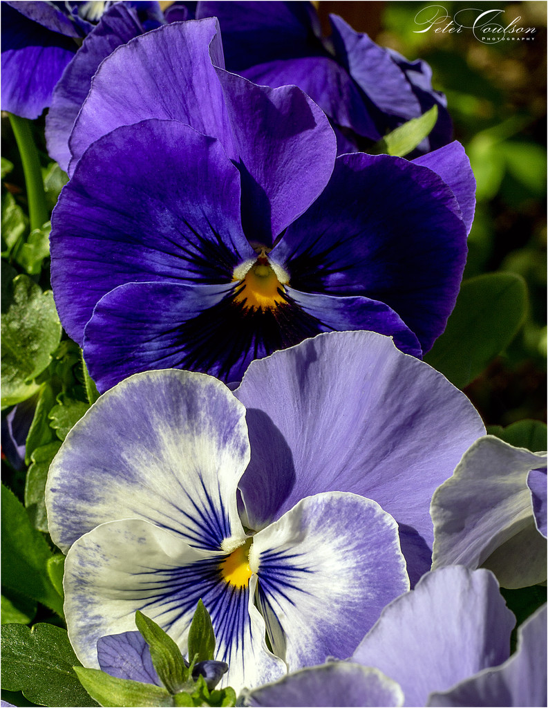 Purple Pansies by pcoulson