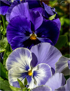 29th Apr 2020 - Purple Pansies