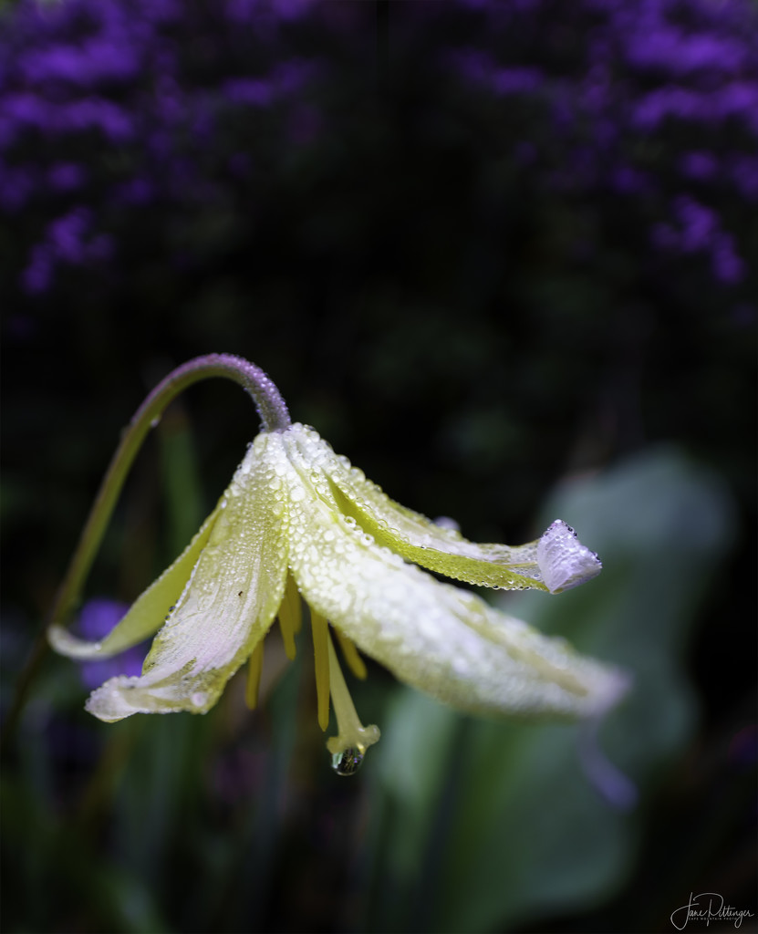 Fawn Lily Droplet by jgpittenger