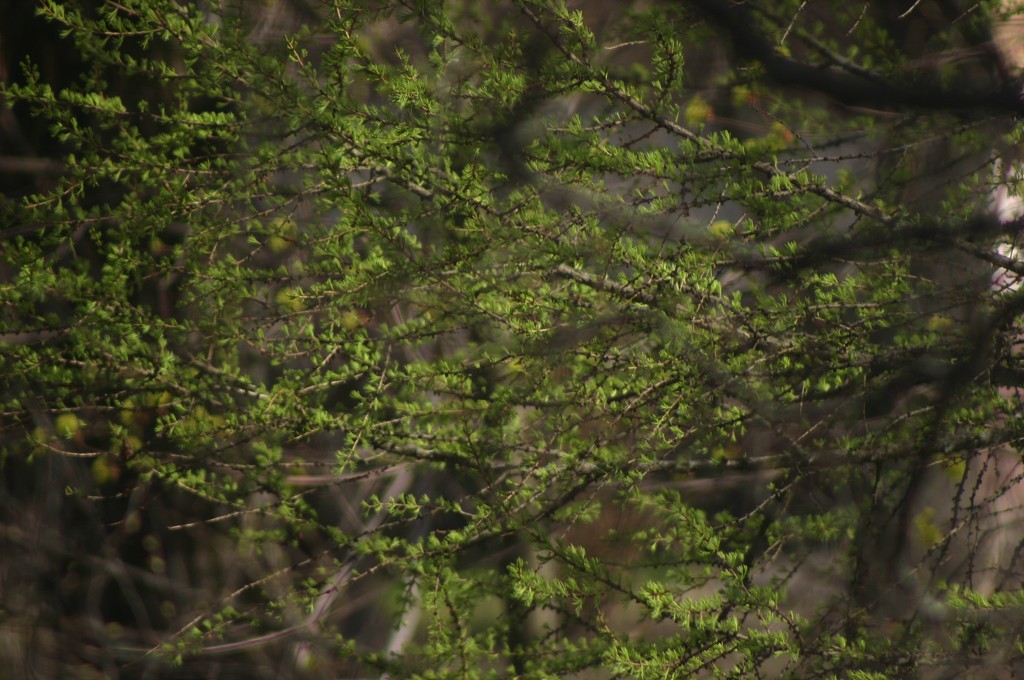 Larch turns green, view from the window. by nyngamynga