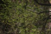 29th Apr 2020 - Larch turns green, view from the window.