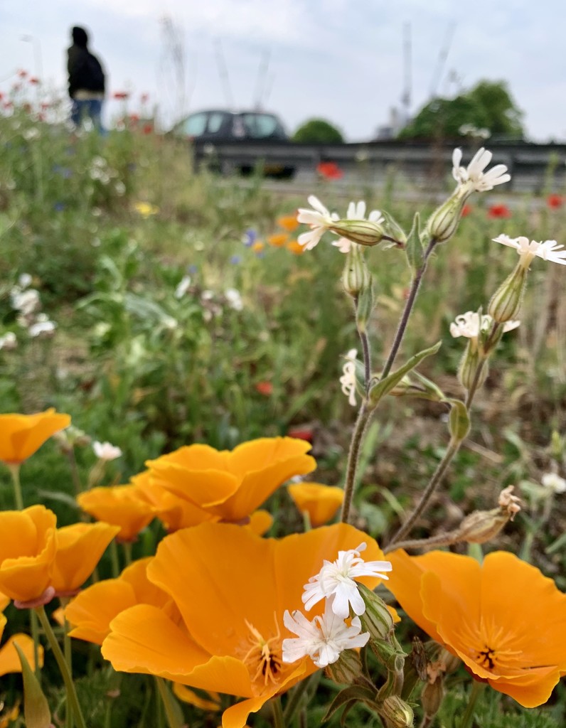 Wild flowers by the A406 by 365nick