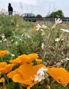 29th Apr 2020 - Wild flowers by the A406