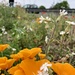 Wild flowers by the A406 by 365nick