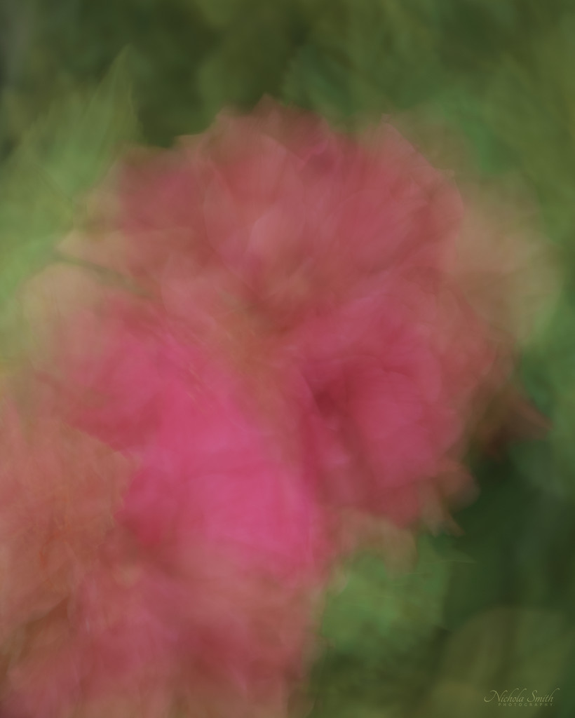 Another Impressionism Hibiscus by nickspicsnz