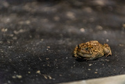 28th Apr 2020 - a toad in the road...