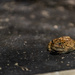 a toad in the road... by jackies365