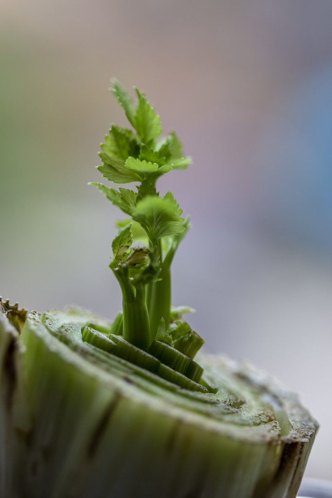 Celery Stalk by pdulis