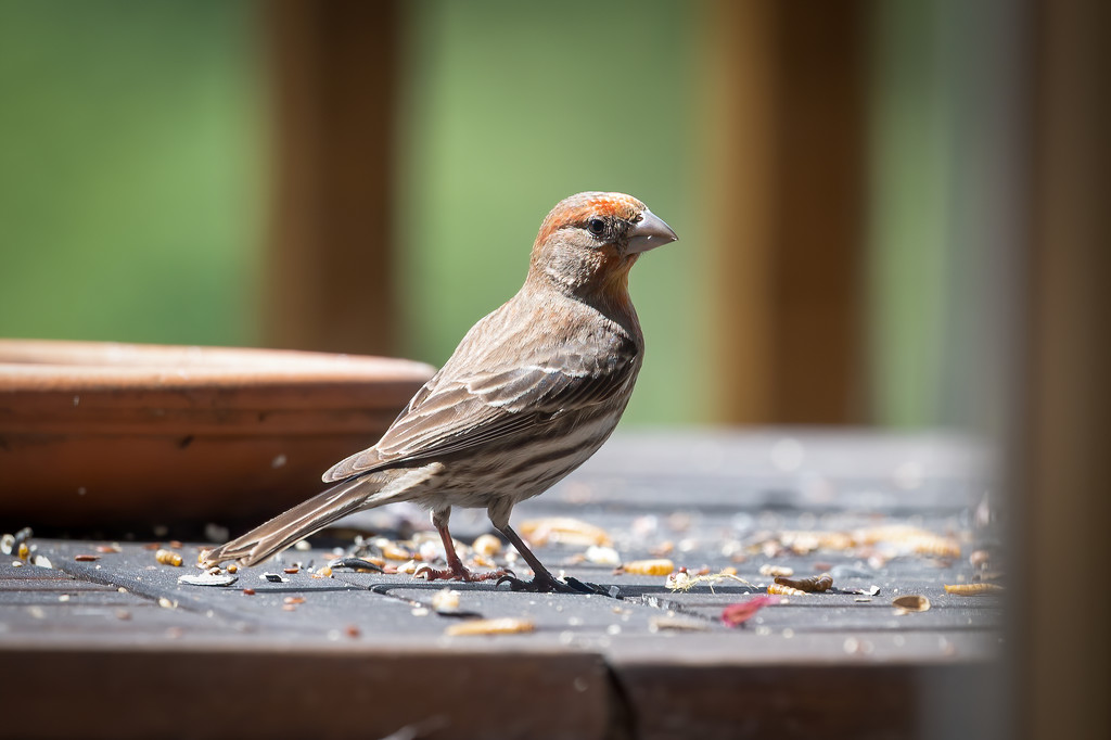House Finch visitor by nicoleweg