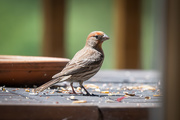 29th Apr 2020 - House Finch visitor