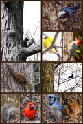 30th Apr 2020 - Oak Tree and Friends Collage