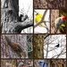 Oak Tree and Friends Collage by mzzhope