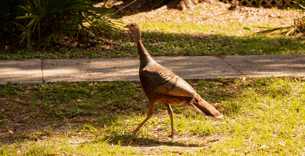 Lady Turkey, Out for a Walk! by rickster549