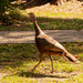 Lady Turkey, Out for a Walk! by rickster549