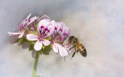 29th Apr 2020 - Glorifying The Bee!