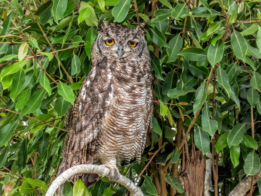 Cape Eagle Owl by ludwigsdiana