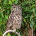 Cape Eagle Owl by ludwigsdiana