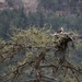 The Osprey by jamibann