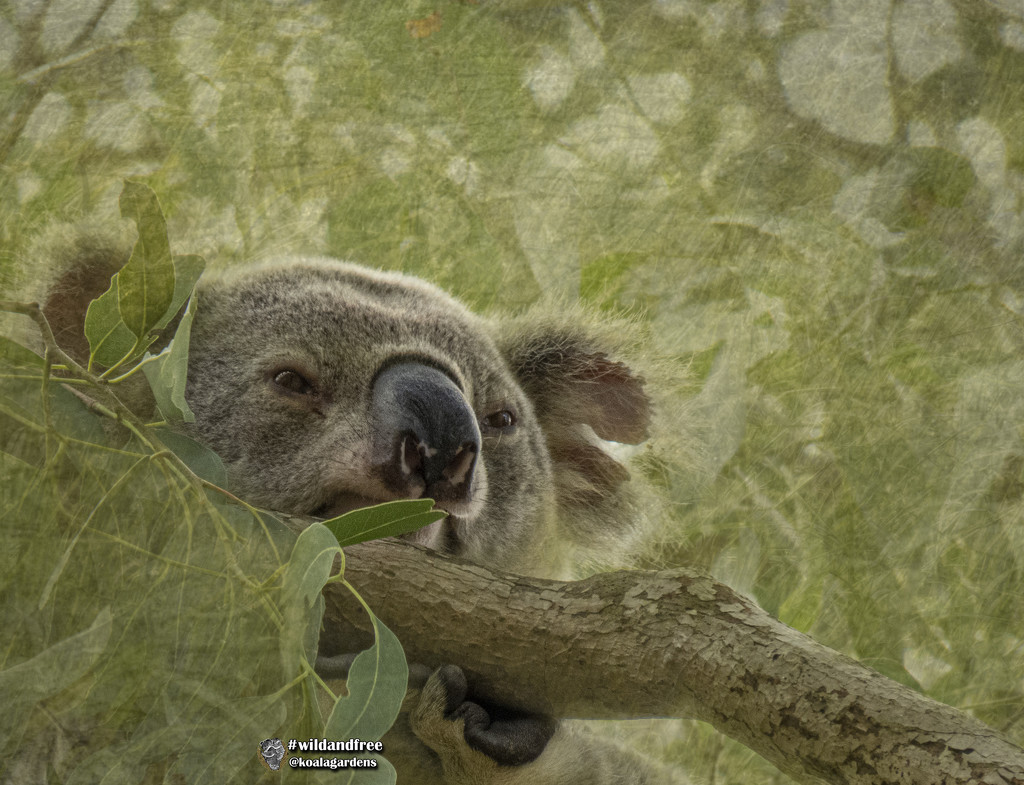 contemplation by koalagardens