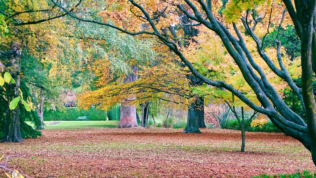 The Autumn carpet.. by maggiemae