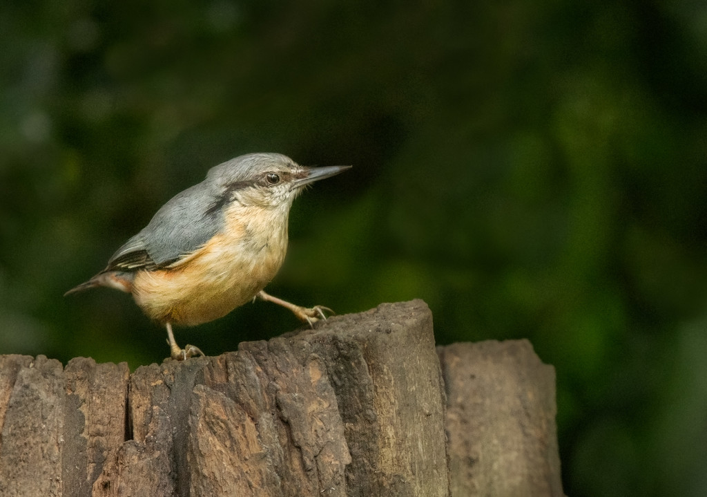 Nuthatch by inthecloud5