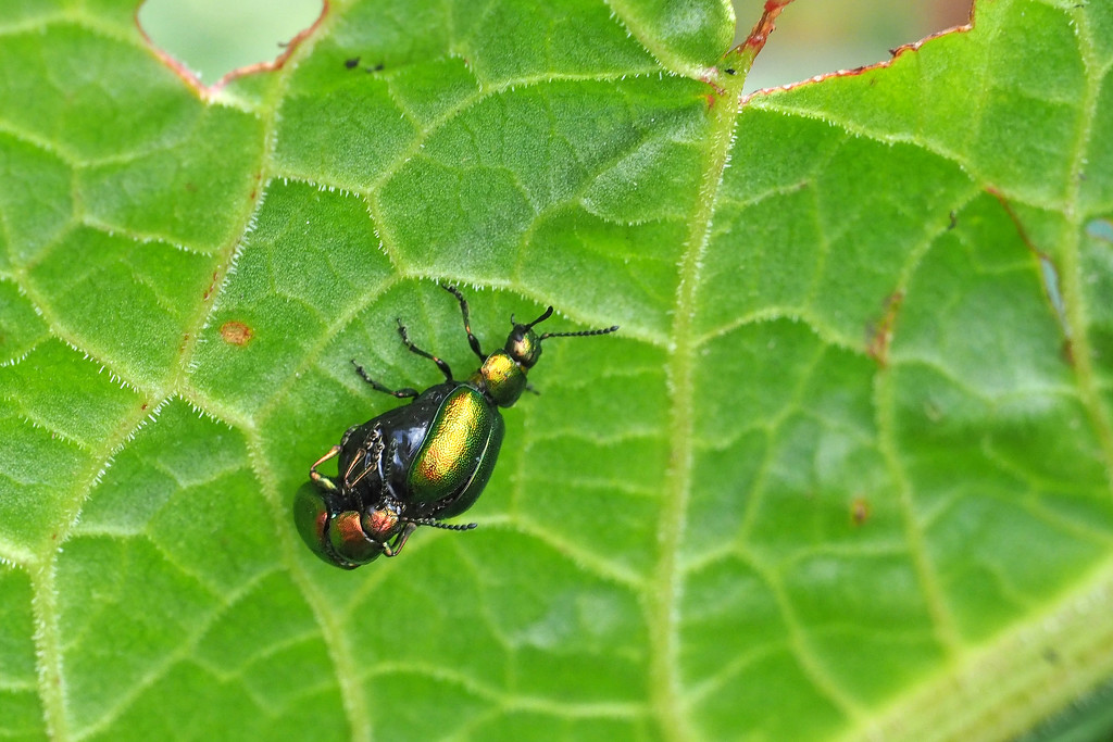 Green Dock Leaf Beetles by philhendry
