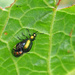 Green Dock Leaf Beetles by philhendry