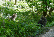 30th Apr 2020 - Misty and Inimini in the garden
