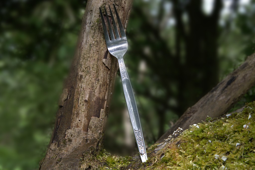 Fork in a Branch by 30pics4jackiesdiamond