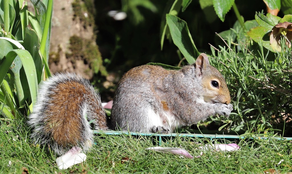 Squirrel raids Mr McGreggors Garden! by carole_sandford