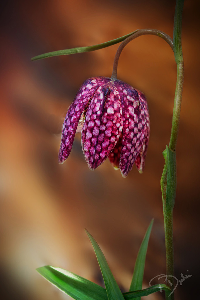Checkered Lily Flower by pdulis