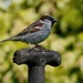 MALE HOUSE SPARROW by markp